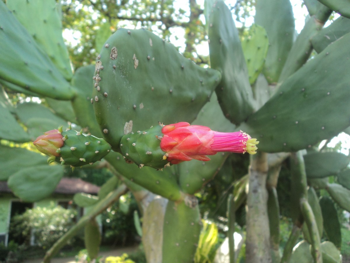 Opuntia cochenillifera (L.) Mill.